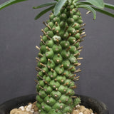 E.プピグランス 03