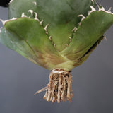 【ベアルート】アガベ 白鯨 26
