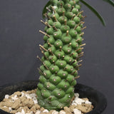 E.プピグランス 03