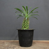 E.プピグランス 01