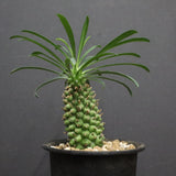 E.プピグランス 01