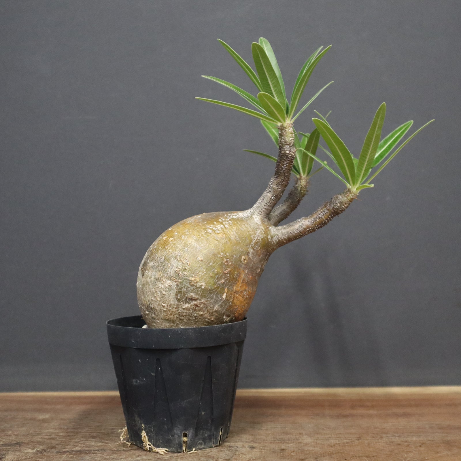 P.グラキリス B25 – TaiShoDo ONLINE SHOP