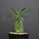 E.プピグランス 01