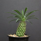 E.プピグランス 01