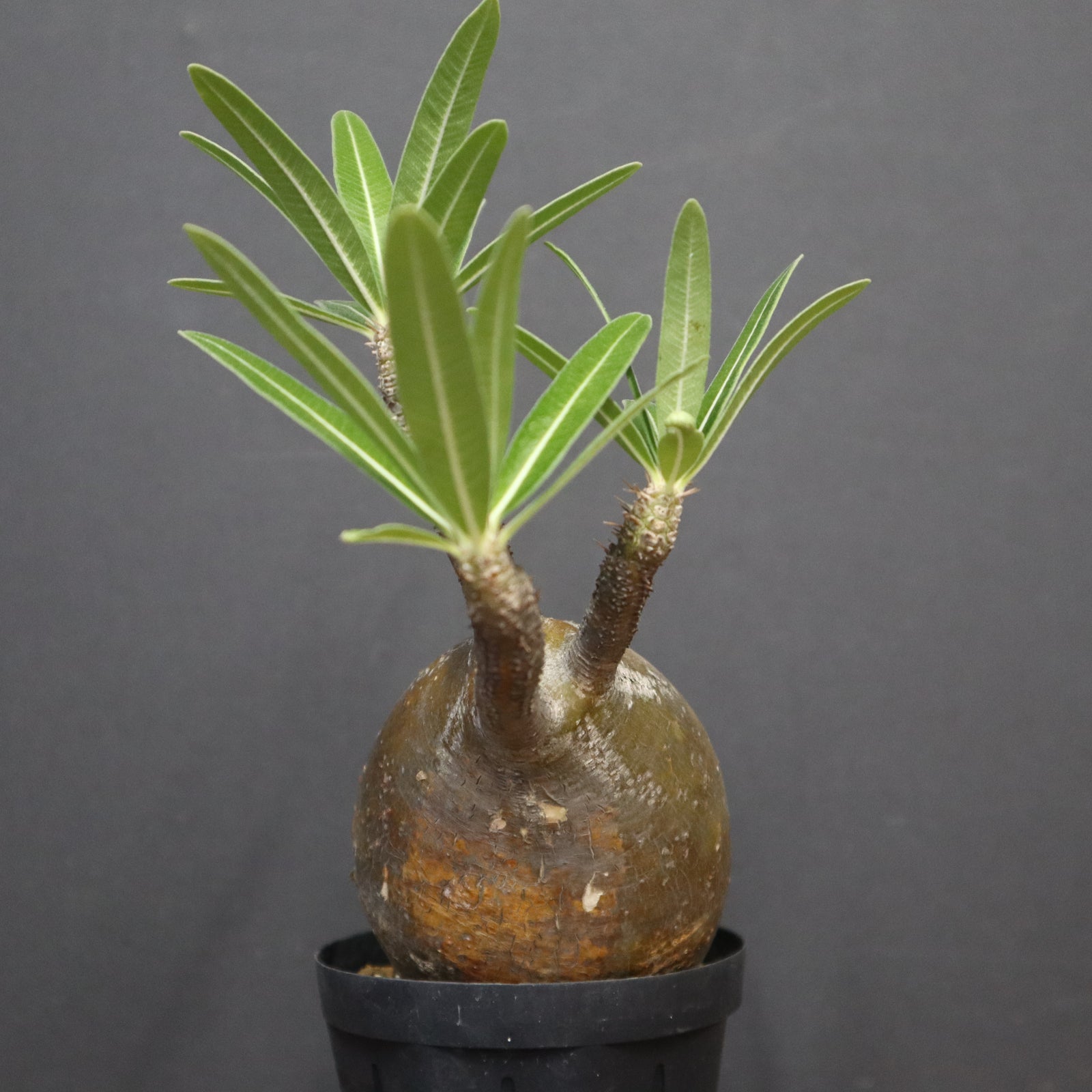 P.グラキリス B25 – TaiShoDo ONLINE SHOP