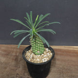 E.プピグランス 01