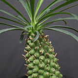 E.プピグランス 01