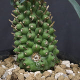 E.プピグランス 01