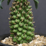 E.プピグランス 01