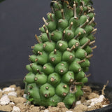 E.プピグランス 01