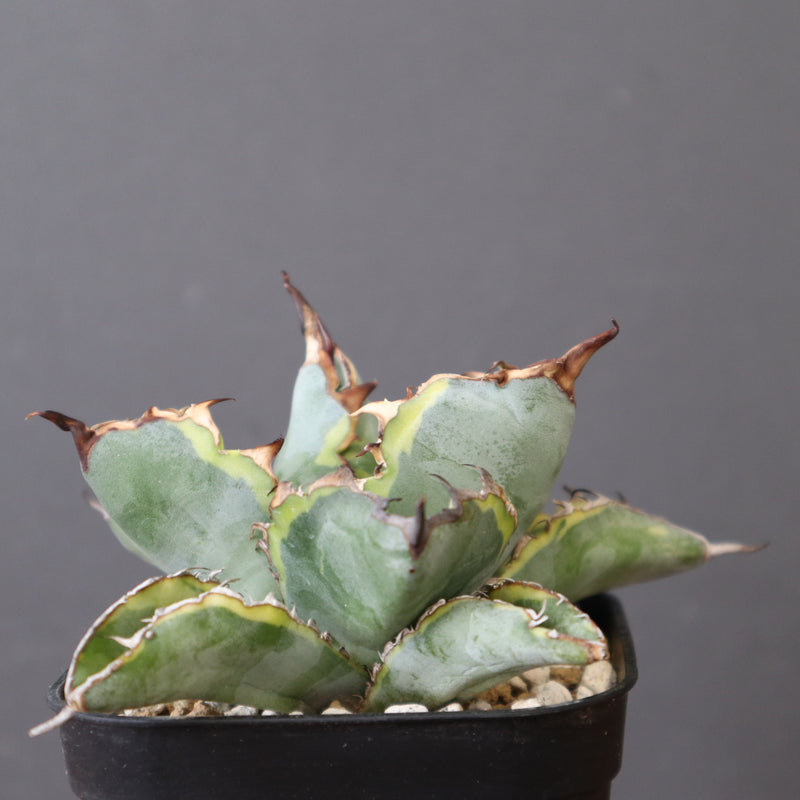 アガベ BB (黄) EC2790 – TaiShoDo ONLINE SHOP