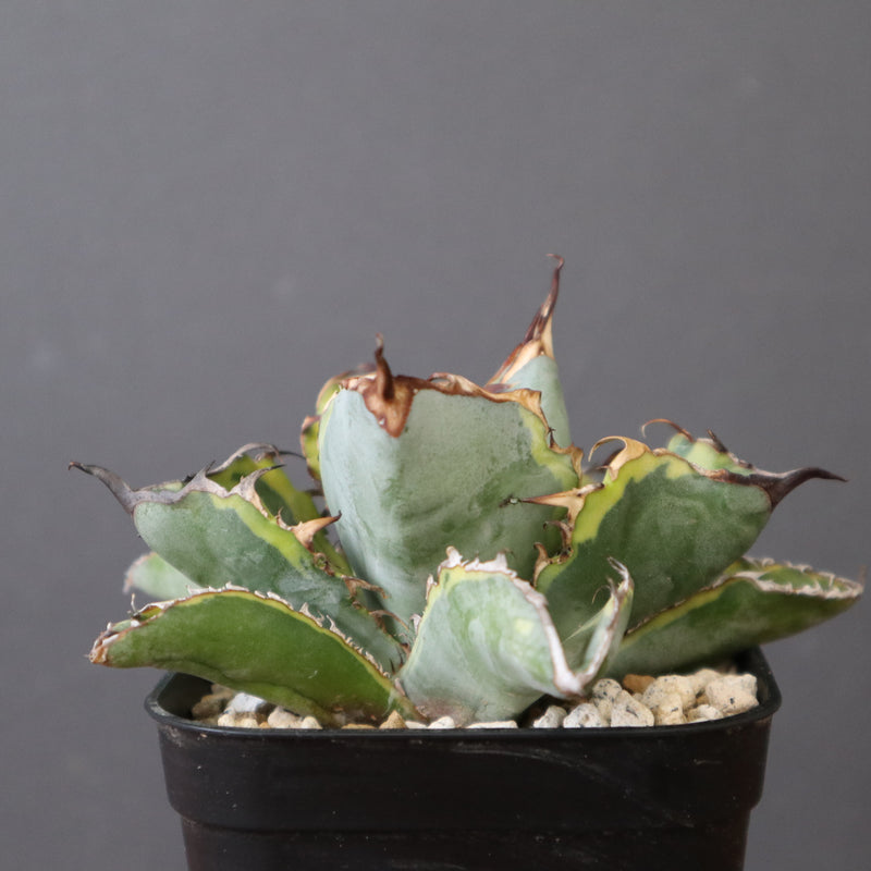 アガベ BB (黄) EC2790 – TaiShoDo ONLINE SHOP