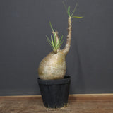 P.グラキリス A6