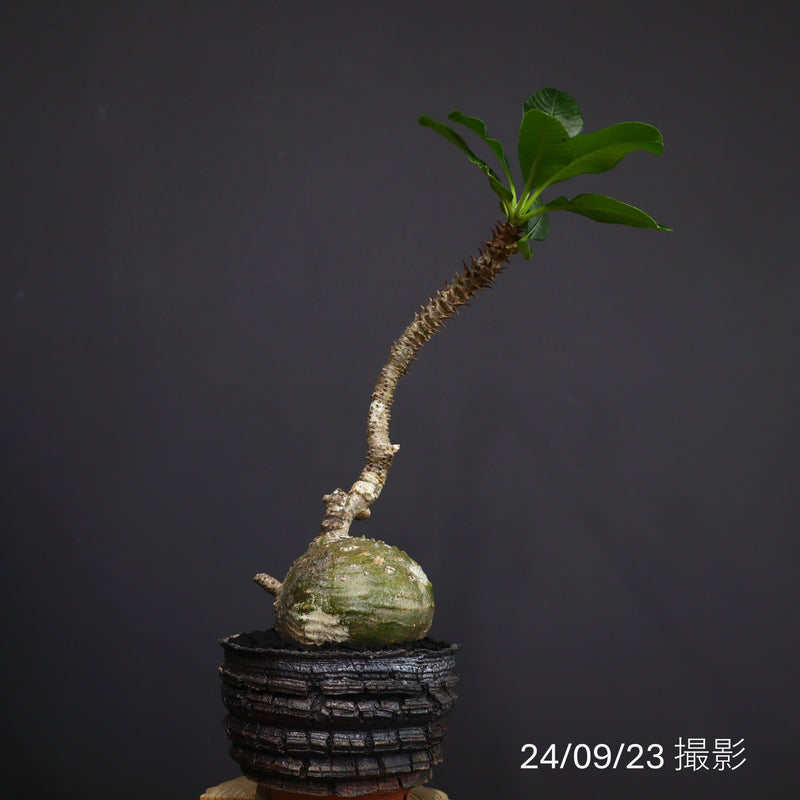 【宮島將實陶器鉢】P.ウィンゾリー 18