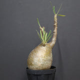 P.グラキリス A6