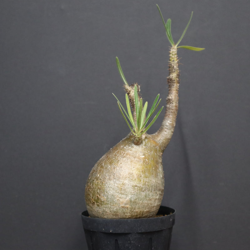 P.グラキリス A6