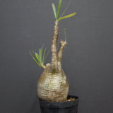 P.グラキリス A6