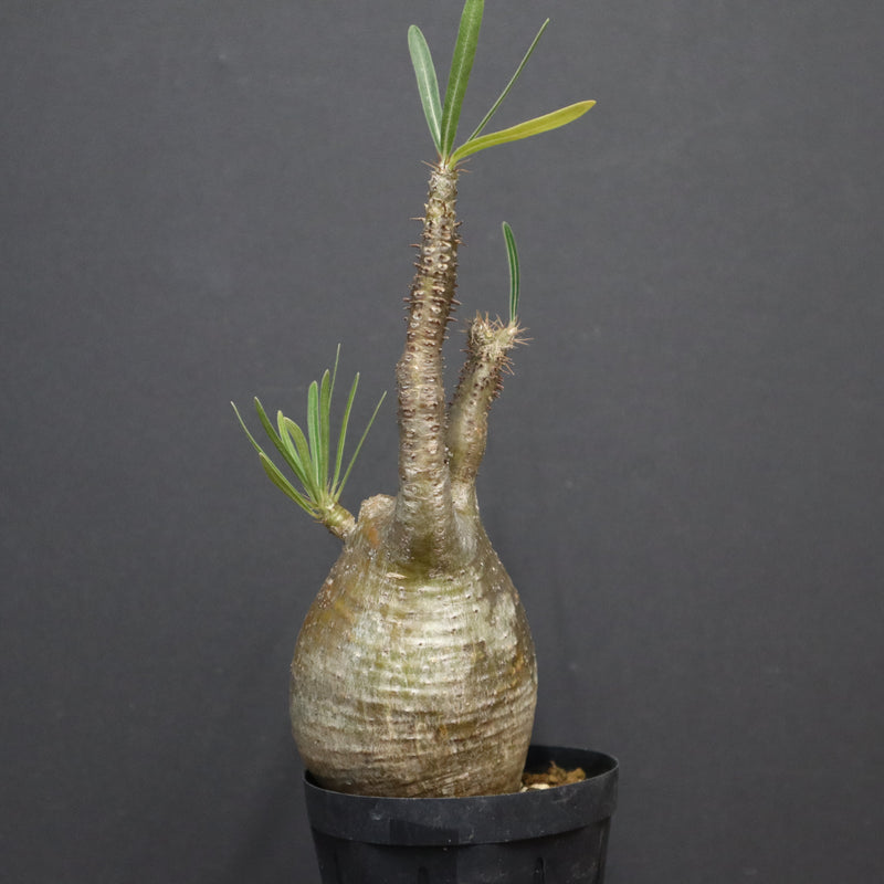 P.グラキリス A6