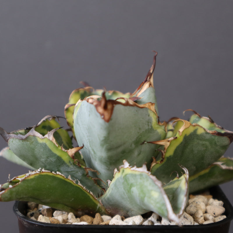 アガベ BB (黄) EC2790 – TaiShoDo ONLINE SHOP