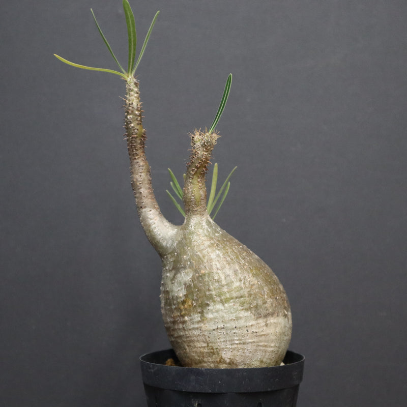 P.グラキリス A6