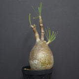 P.グラキリス A6