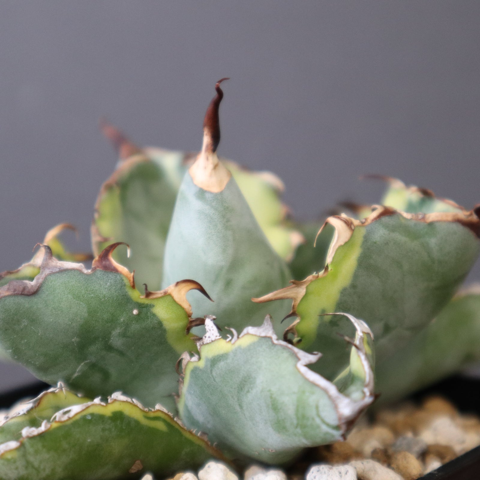 アガベ BB (黄) EC2790 – TaiShoDo ONLINE SHOP