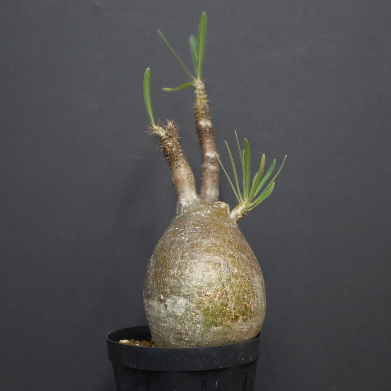 P.グラキリス A6