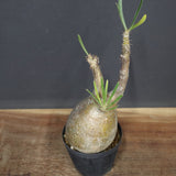 P.グラキリス A6