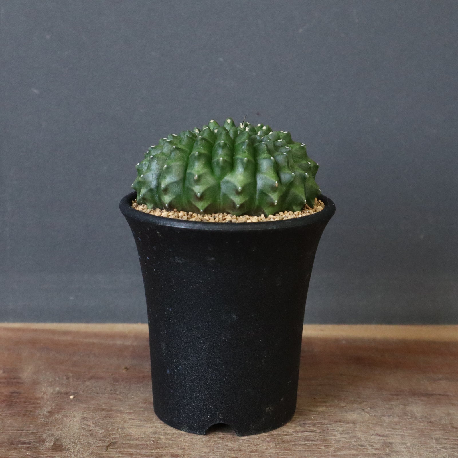 希少ギムノカリキウム【黒蝶錦（コクチョウニシキ）】実生株（国産・育成）と接木株 希少ギムノカリキウム【黒蝶錦（コクチョウニシキ）】実生株