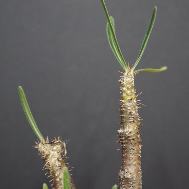 P.グラキリス A6