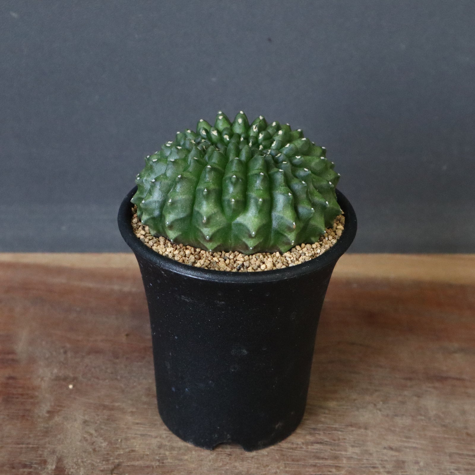 ギムノカリキウム 刺無牡丹玉石化 EC614 – TaiShoDo ONLINE SHOP