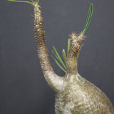 P.グラキリス A6