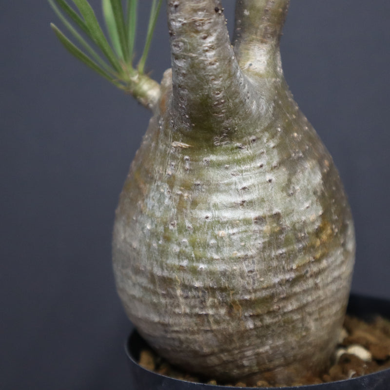 P.グラキリス A6