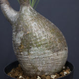 P.グラキリス A6