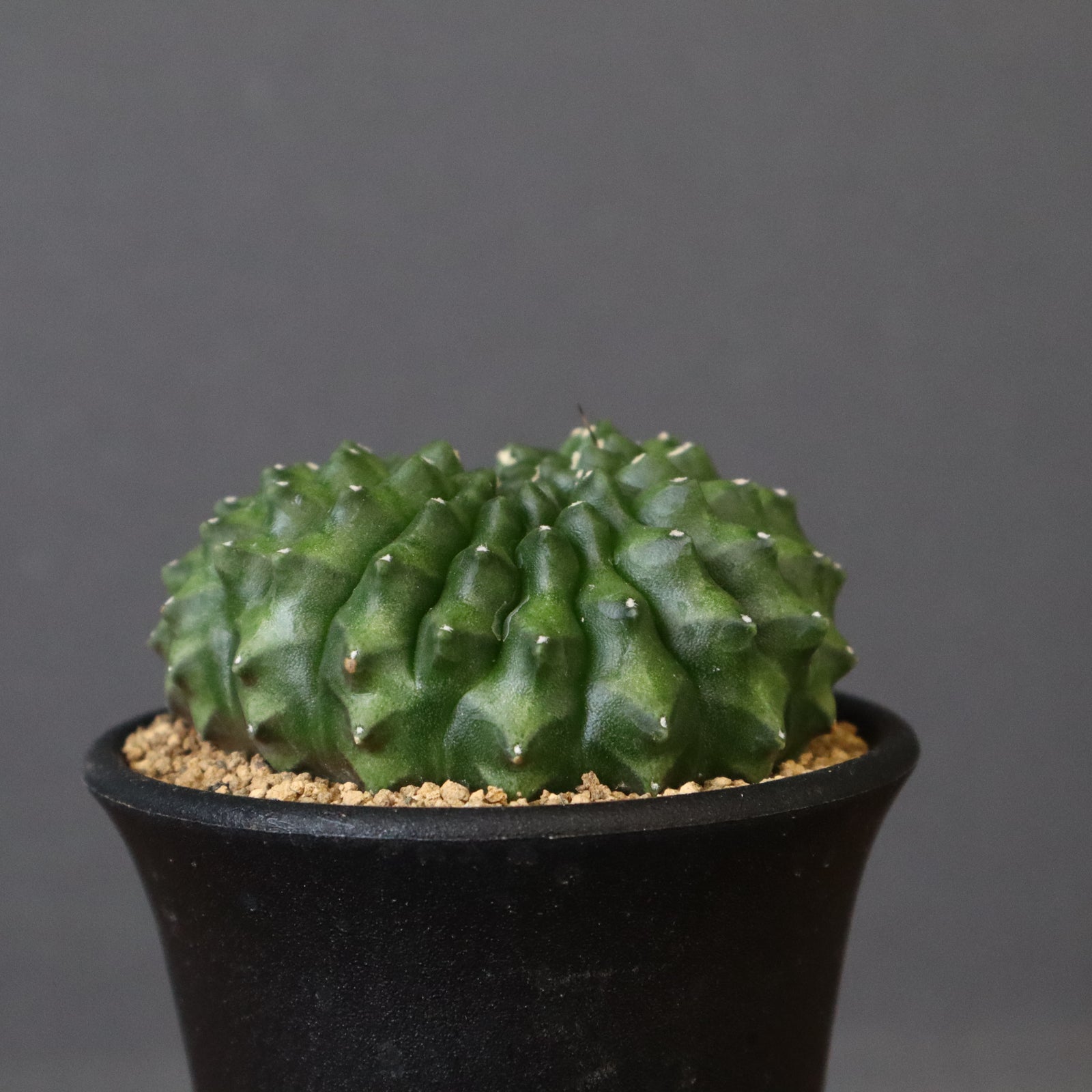 希少ギムノカリキウム【黒蝶錦（コクチョウニシキ）】実生株（国産・育成）と接木株 Gymnocalycium asterium【ギムノカリキウム・黒棘鳳頭錦】 | RIMO'S