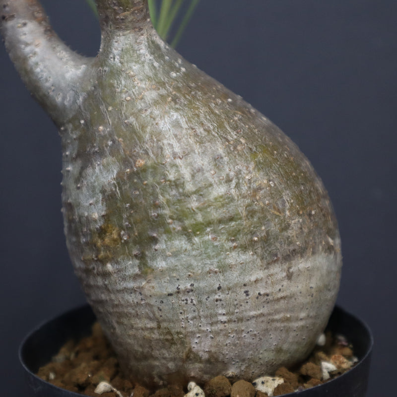 P.グラキリス A6