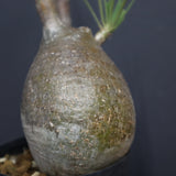 P.グラキリス A6