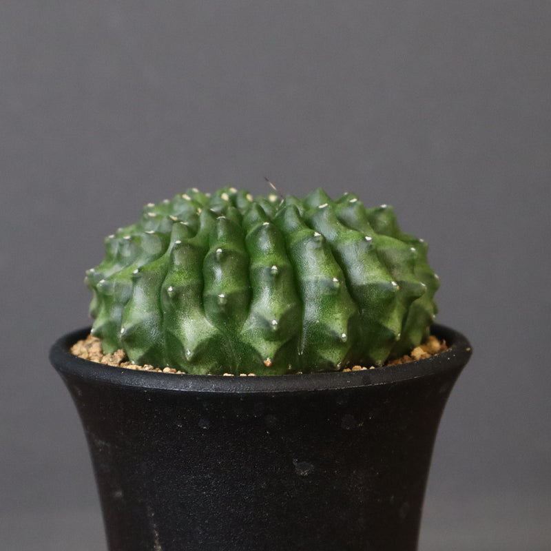 ギムノカリキウム　刺無牡丹玉石化 EC614