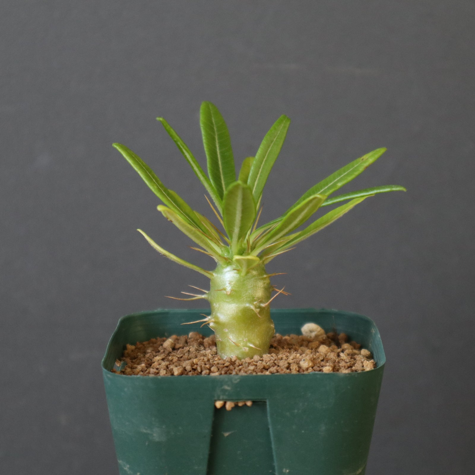 P.アンボンゲンセ（実生）EC3562 – TaiShoDo ONLINE SHOP