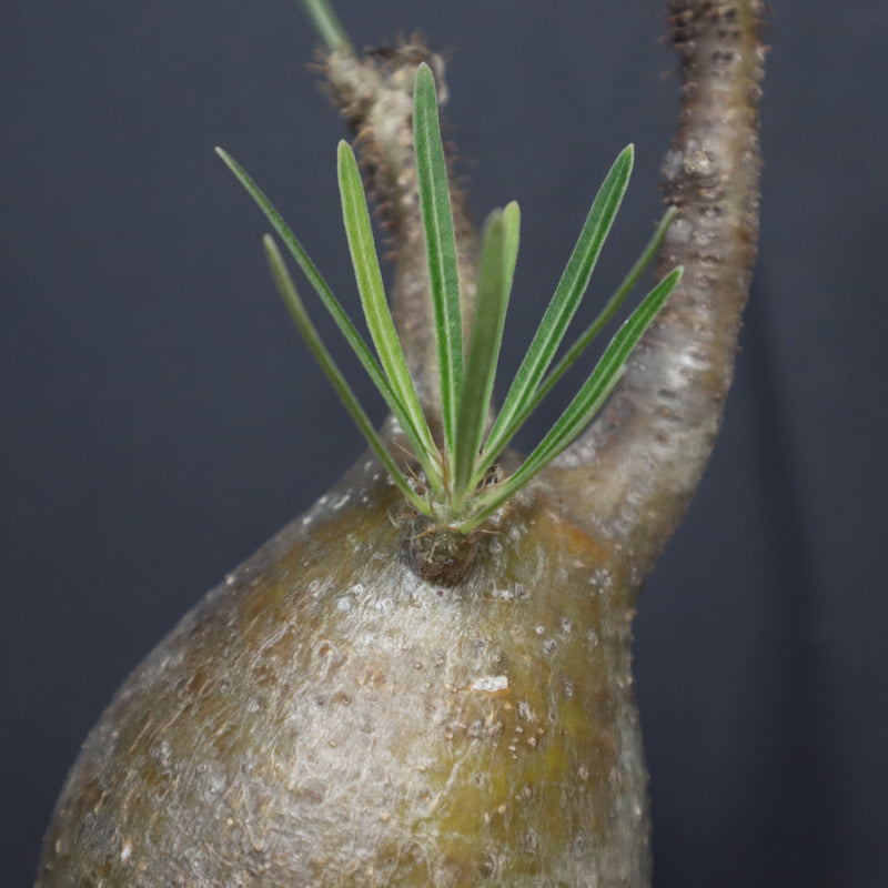 P.グラキリス A6