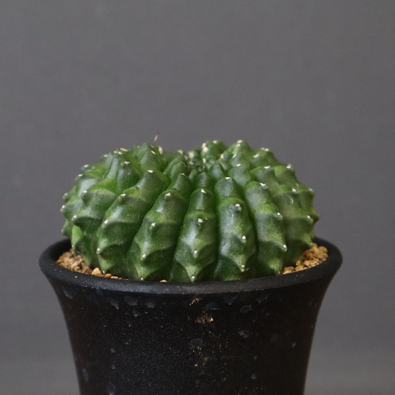 ギムノカリキウム　刺無牡丹玉石化 EC614