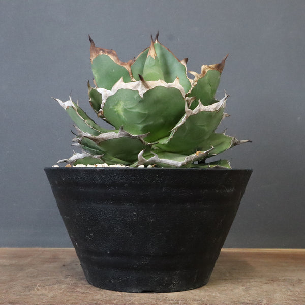 DRAGON AGAVE】アガベ 貔貅 EC1246 – TaiShoDo ONLINE SHOP