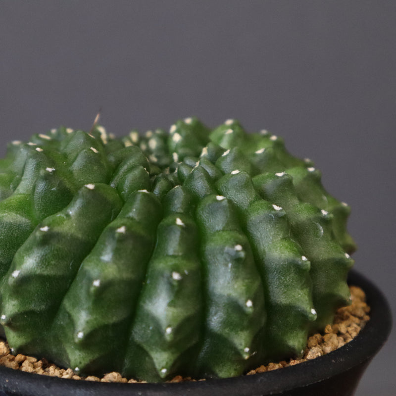 ギムノカリキウム　刺無牡丹玉石化 EC614