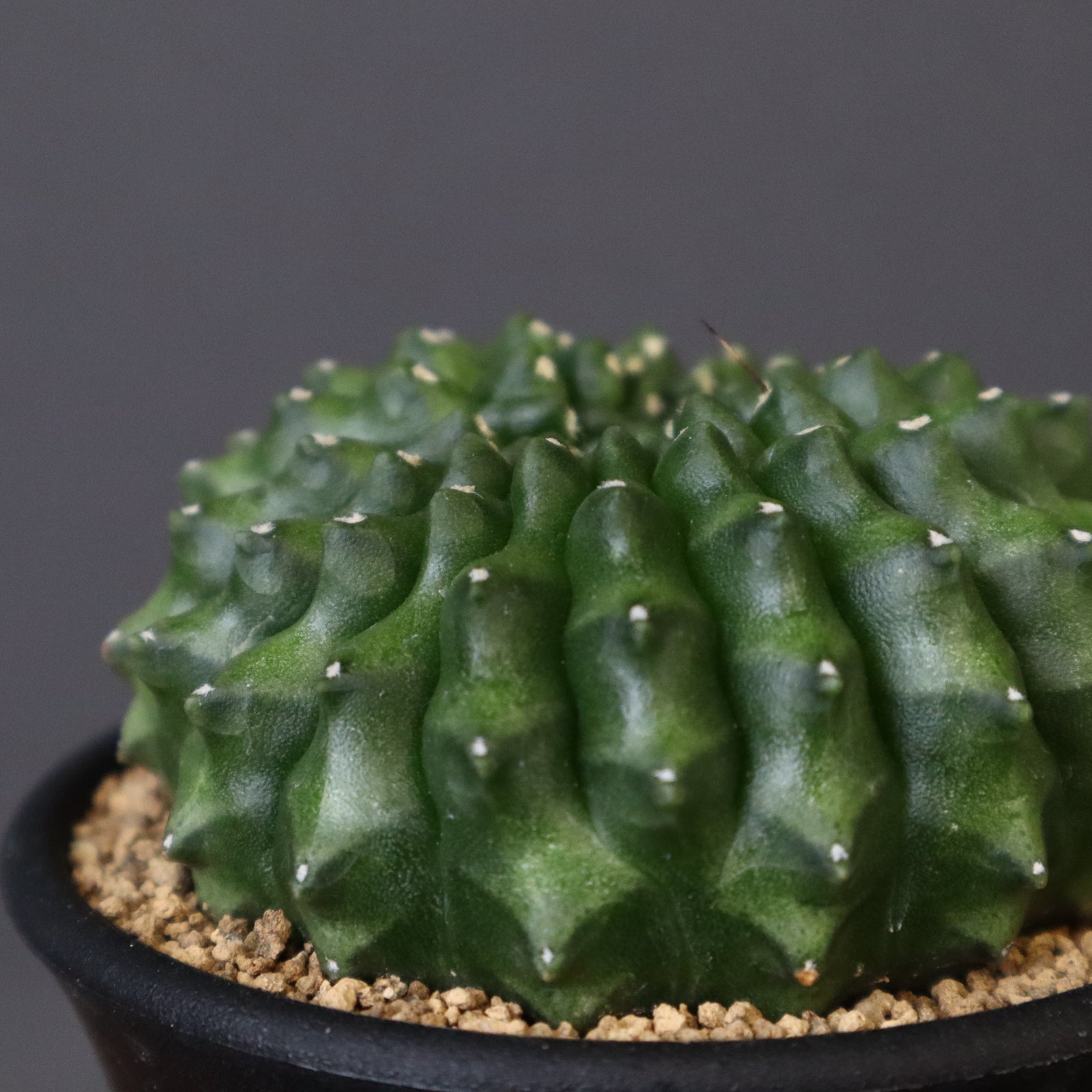 ギムノカリキウム 刺無牡丹玉石化 EC614 – TaiShoDo ONLINE SHOP