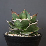 【DRAGON AGAVE】アガベ 貔貅 EC1246