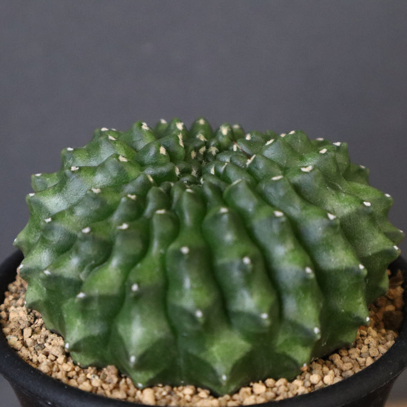 ギムノカリキウム　刺無牡丹玉石化 EC614