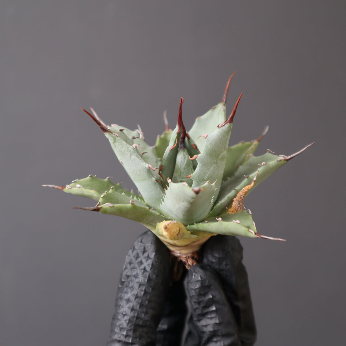 アガベ – TaiShoDo ONLINE SHOP