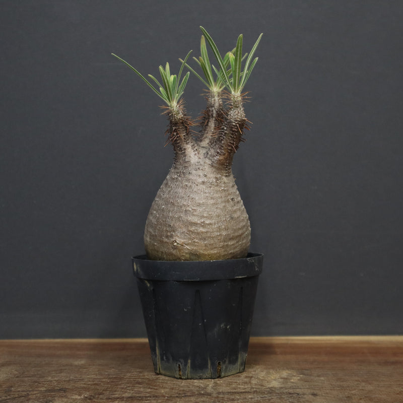 P.グラキリス 917