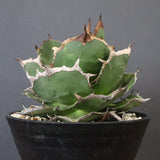 【DRAGON AGAVE】アガベ 貔貅 EC1246