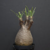 P.グラキリス 917